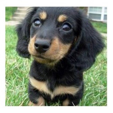 Dachshund Breeder in Windsor, New York