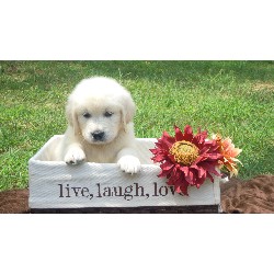 Golden Retriever Breeder in Pasadena, Maryland