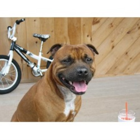 Staffordshire Bull Terrier Breeder in Maine