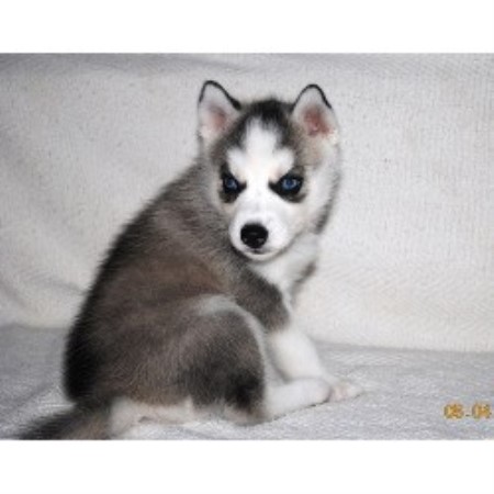 Siberian Husky Breeder in Carnesville, Georgia