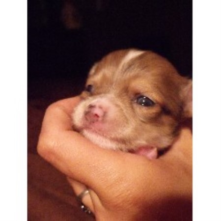 Chihuahua Breeder in Antigo, Wisconsin
