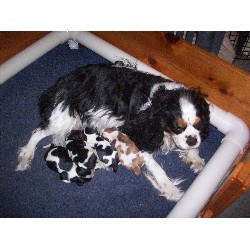 Cavalier King Charles Spaniel Breeder in Corona, California