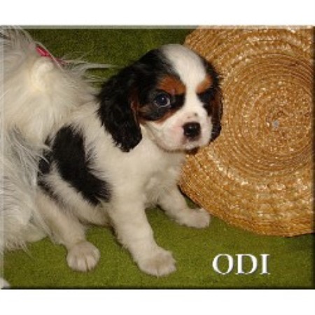 Cavalier King Charles Spaniel Breeder in Fostoria, Ohio