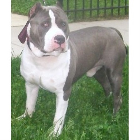 pitbull puppies for sale in dc dc pitbulls american pit bull terrier breeder in washington district of columbia pitbull puppies for sale in dc dc pitbulls american pit bull terrier breeder in washington district of columbia