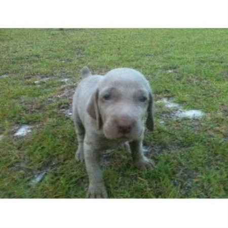 weimaraner puppies for sale in sc weimaraner breeders in south carolina freedoglistings weimaraner puppies for sale in sc weimaraner breeders in south carolina freedoglistings