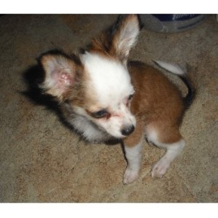 Chihuahua Breeder in Interlachen, Florida