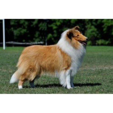 Collie Breeder in Cameron, Ontario