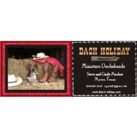 Dachshund Breeder in Seguin, Texas