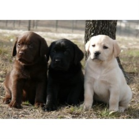 Labrador Retriever breeder Spring Branch 19005