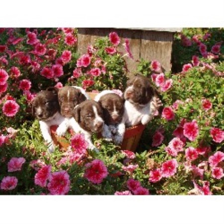 German Shorthaired Pointer Breeder in Iron Ridge, Wisconsin