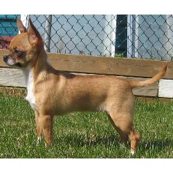 Chihuahua Breeder in Pickardville, Alberta
