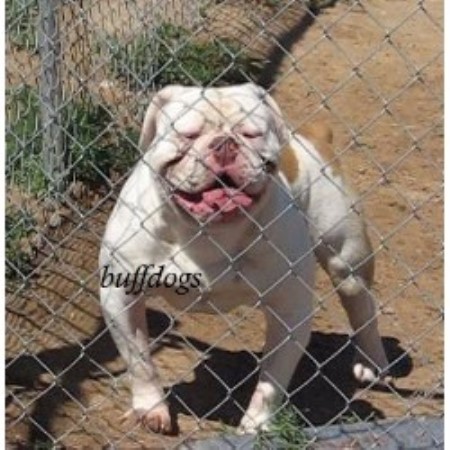 buff dogs buffdogs american bulldog breeder in byers colorado listing id 19008 buff dogs buffdogs american bulldog breeder in byers colorado listing id 19008