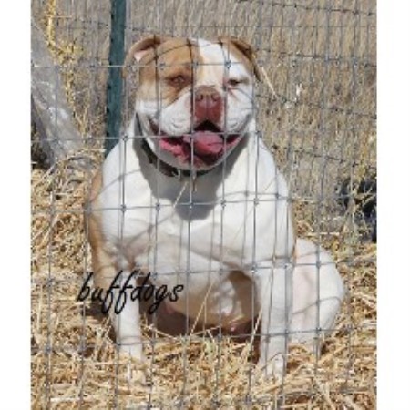 American Bulldog Breeder in Byers, Colorado