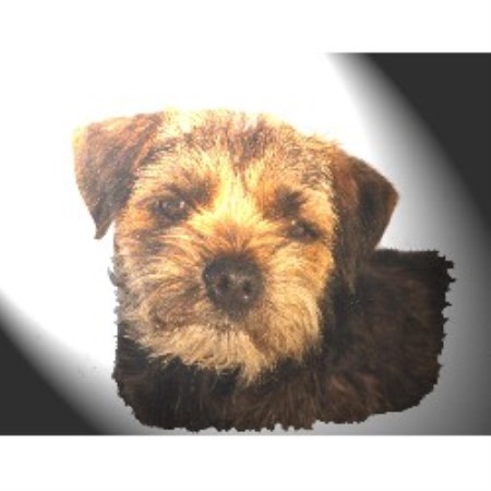 Border Terrier Breeder in Clinton, Michigan