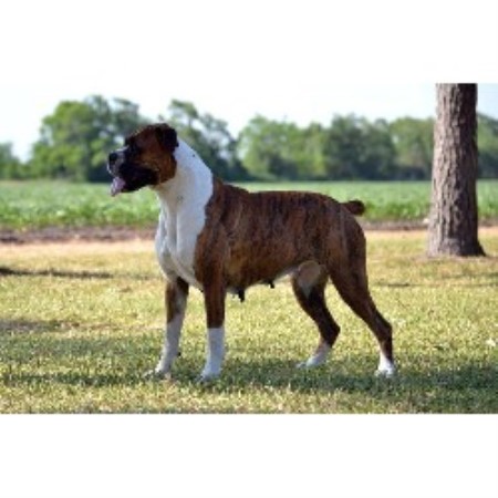 boxer puppies for sale in richmond va 4m chion boxers boxer breeder in richmond listing id 19011 boxer puppies for sale in richmond va 4m chion boxers boxer breeder in richmond listing id 19011