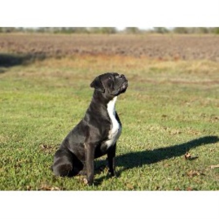 Boxer Breeder in Richmond, Texas
