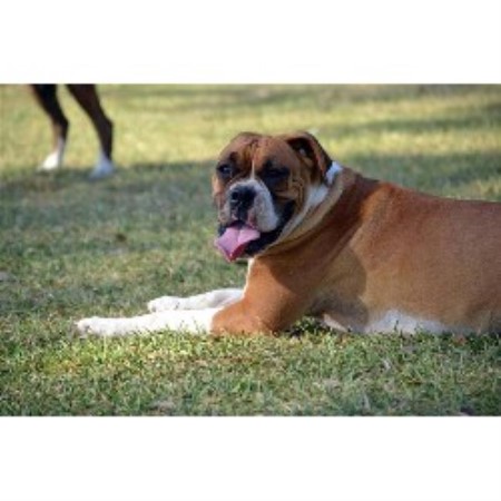 boxer puppies for sale in richmond va 4m chion boxers boxer breeder in richmond listing id 19011 boxer puppies for sale in richmond va 4m chion boxers boxer breeder in richmond listing id 19011