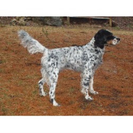 English Setter Breeder in Glenbeulah, Wisconsin