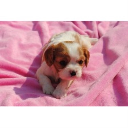 Cavalier King Charles Spaniel breeder Wilmer 19015