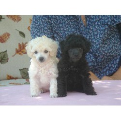Poodle Toy Breeder in Denton, Texas
