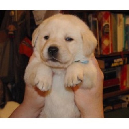 lab puppies for sale in maine shaker hill retrievers labrador retriever breeder in poland maine listing id 19024 lab puppies for sale in maine shaker hill retrievers labrador retriever breeder in poland maine listing id 19024