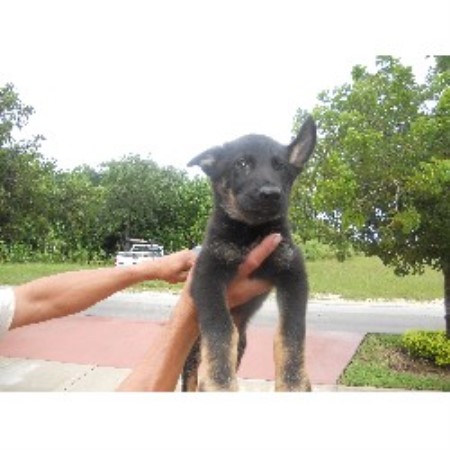 German Shepherd Dog Breeder in Miami, Florida