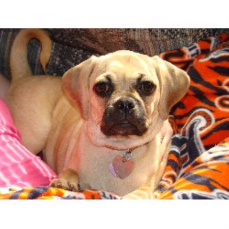 pug breeder michigan whispering pines pets pug breeder in fremont michigan pug breeder michigan whispering pines pets pug breeder in fremont michigan