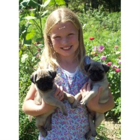 pug breeder michigan whispering pines pets pug breeder in fremont michigan pug breeder michigan whispering pines pets pug breeder in fremont michigan