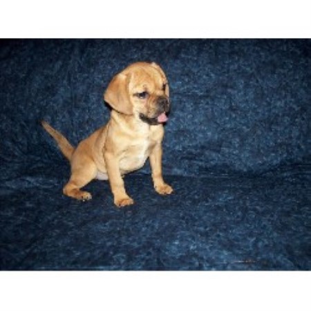 pug breeder michigan whispering pines pets pug breeder in fremont michigan pug breeder michigan whispering pines pets pug breeder in fremont michigan