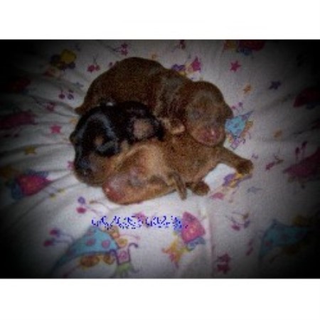 Dachshund Breeder in Pinckney, Michigan