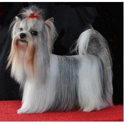 Yorkshire Terrier Breeder in Brush Prairie, Washington