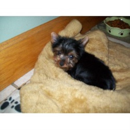 yorkie breeders indiana k d s yorkies terrier breeder in logansport indiana listing id 19041 yorkie breeders indiana k d s yorkies terrier breeder in logansport indiana listing id 19041