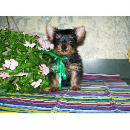 Yorkshire Terrier Breeder in Logansport, Indiana