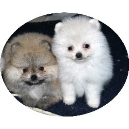 pomeranian rescue ma candicoloredpoms pomeranian breeder in hesperia california pomeranian rescue ma candicoloredpoms pomeranian breeder in hesperia california