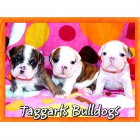 English Bulldog Breeder in Searcy, Arkansas