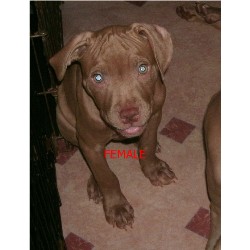 American Pit Bull Terrier Breeder in Cleveland, Ohio