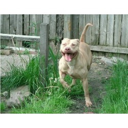 American Pit Bull Terrier Breeder in Cleveland, Ohio