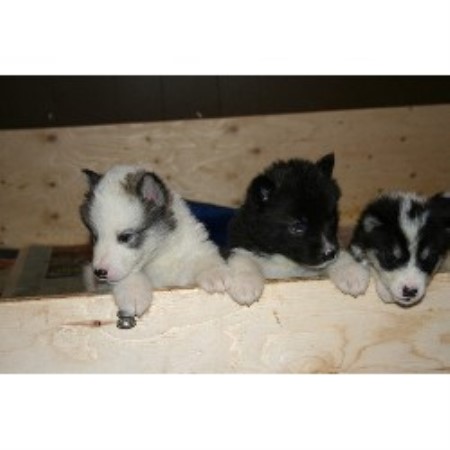 Alaskan Malamute Breeder in Targettville, New Brunswick