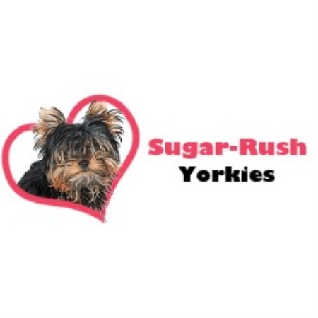 Yorkshire Terrier Breeder in Charlotte, North Carolina