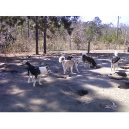 Brandi meets the pack