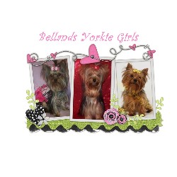 Yorkshire Terrier Breeder in Bellevue, Nebraska