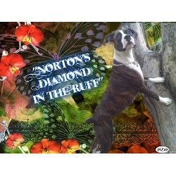 Boxer Breeder in Deer, Arkansas