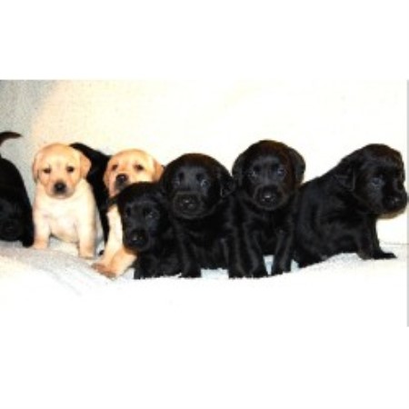 Labrador Retriever Breeder in Windsor, Ohio