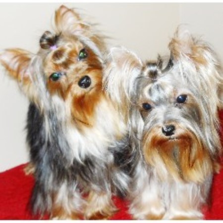 yorkie rescue mississippi terrier yorkie breeders in illinois freedoglistings yorkie rescue mississippi terrier yorkie breeders in illinois freedoglistings