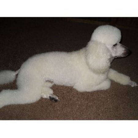Poodle Standard Breeder in Bakersfield, California