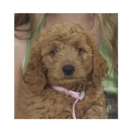 goldendoodle puppies nj miniature goldendoodle puppies new jersey breeds picture goldendoodle puppies nj miniature goldendoodle puppies new jersey breeds picture