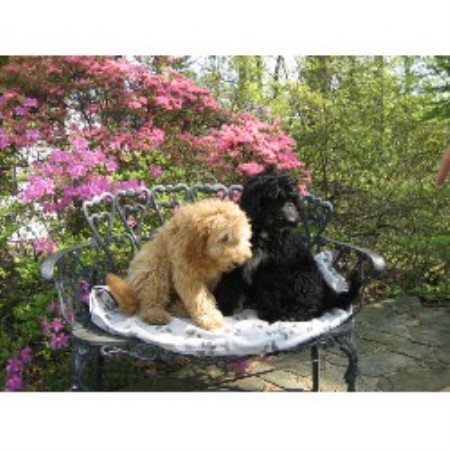 Labradoodle Breeder in Berkeley Springs, West Virginia
