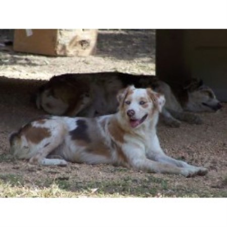 Australian Shepherd Dog Breeder in Lecanto, Florida
