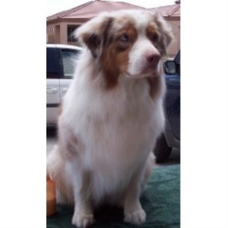 Australian Shepherd Dog Breeder in Phoenix, Arizona