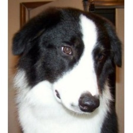 Australian Shepherd Dog Breeder in Ware, Massachusetts